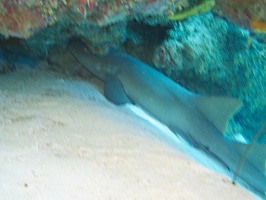 IMG 3230 Nurse Shark